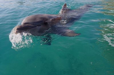 Dolphin swimming in sea