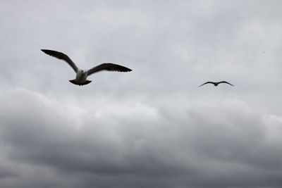 Low angle view of seagulls flying in sky