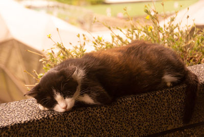 Close-up of a cat sleeping