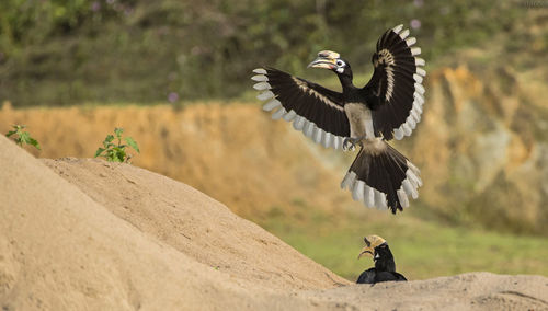 Great hornbill flying in mid-air