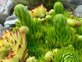 Close-up of succulent plant