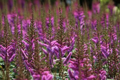 Close-up of purple lavender flowers in field