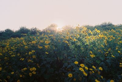 Yellow flowering plants on field against clear sky