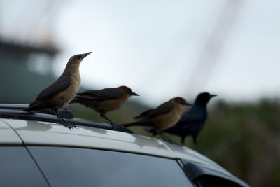 Close-up of bird perching on car against sky
