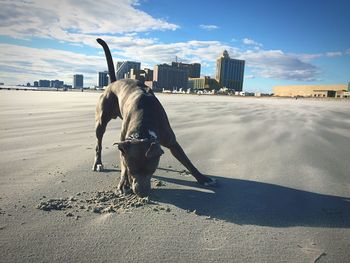 Dog playing with sand at beach against sky in city