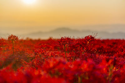 Close-up of red flowering plants on field against sky during sunset