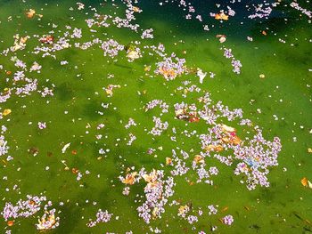 High angle view of pink flowering plant