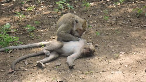 Monkey sitting on a field