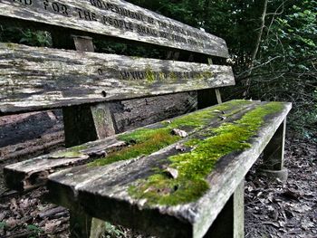 Close-up of moss on wood