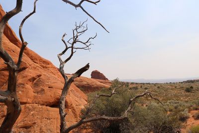 Bare tree on landscape against sky