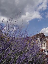 Flowers growing against sky