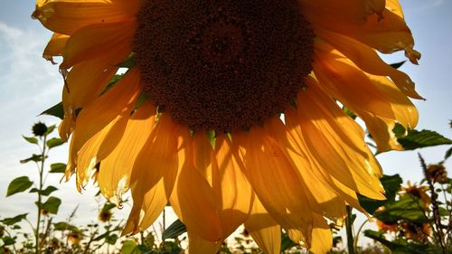 Low angle view of sunflower blooming against sky