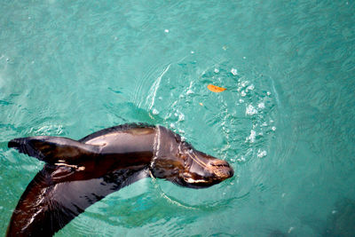 View of fish swimming in sea