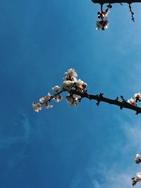 Low angle view of cherry blossom against blue sky