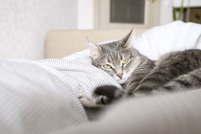 domestic animals