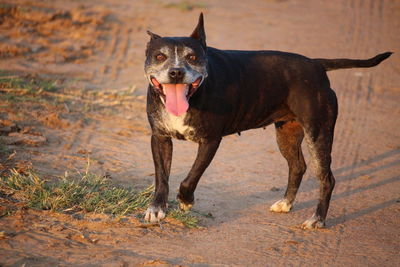 Dog in zoo