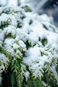 Full frame shot of frozen plants