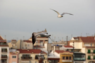 Seagull flying in city against sky