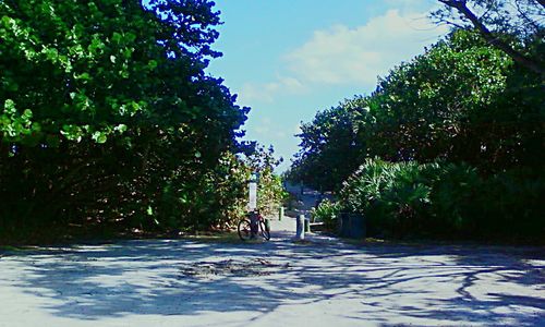 Footpath amidst trees