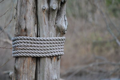 Close-up of wooden post