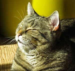 Close-up of a cat looking away