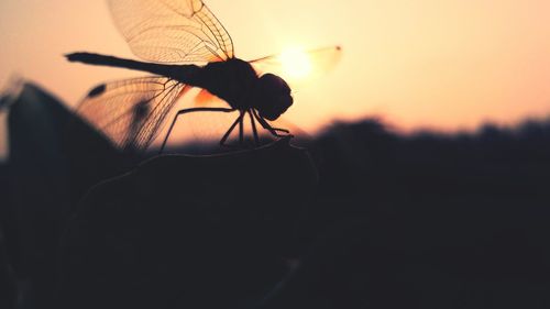 Close-up of dragonfly on plant during sunset