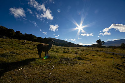 Llama guanaco alpaca en paisaje de los andes