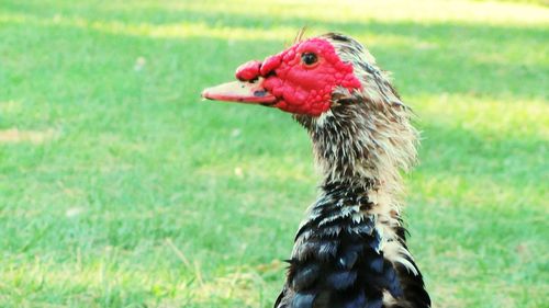 Close-up of hen on grassy field