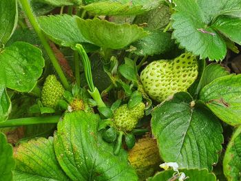 Full frame shot of fresh green leaves