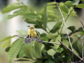 Bird perching on a branch