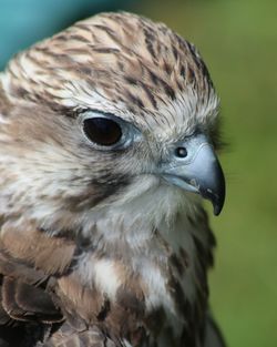 Close-up of owl