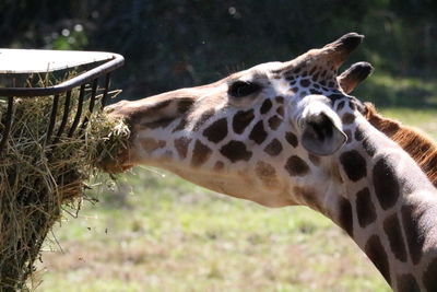 Close-up of giraffe