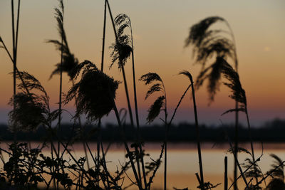 Close-up of silhouette plants against sky during sunset