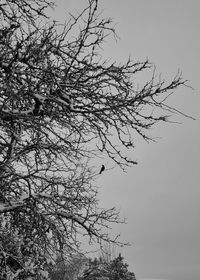 Low angle view of bare tree against sky