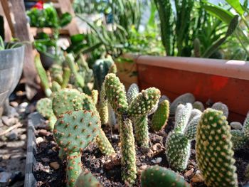 Beautiful cactus