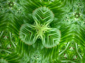 Full frame shot of plants