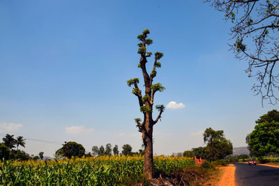 Plants growing on field against sky