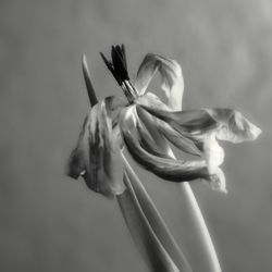 Close-up of white rose flower