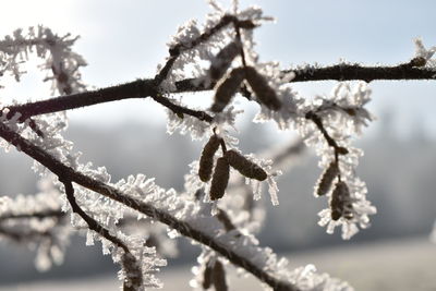 Close-up of frozen plant during winter