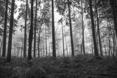 Trees in forest