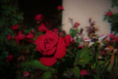 Close-up of pink flowers blooming outdoors