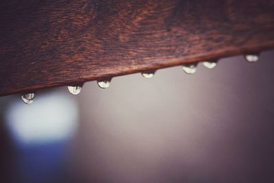 Close-up of raindrops on plant