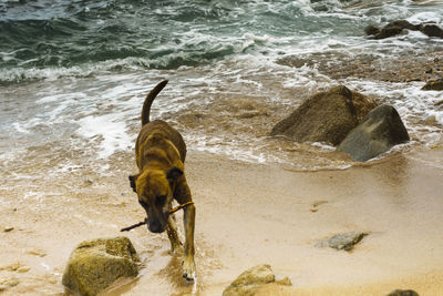 High angle view of dog on beach