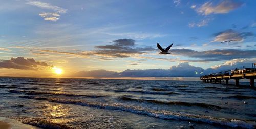 Seagulls flying over sea at sunset