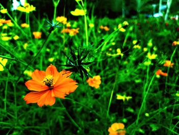Close-up of orange cosmos flower on field