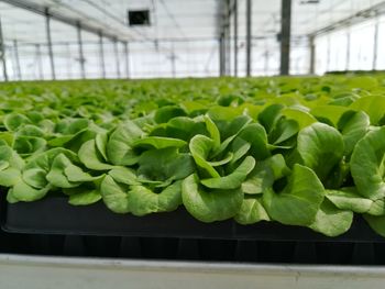 Close-up of vegetables in greenhouse