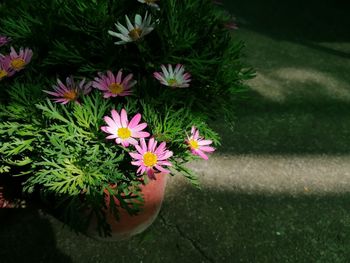 High angle view of pink flowering plants