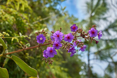 Close-up of pink flowering plant