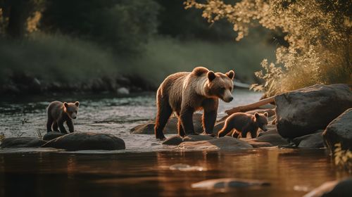 Lioness drinking water