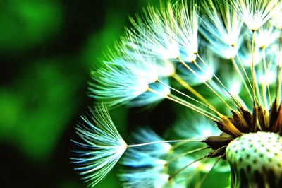 Close-up of purple flowers